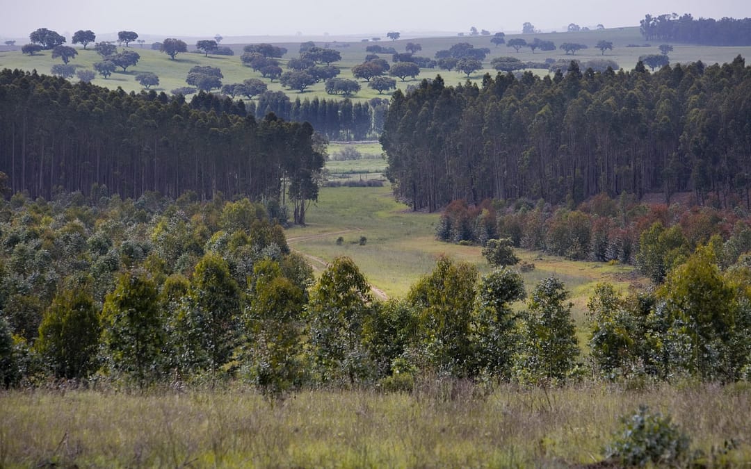 Navigator renova classificação máxima «A» nos rankings globais do CDP para Clima e Florestas